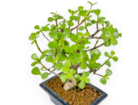 Crassula Portulacaria - 22 cm