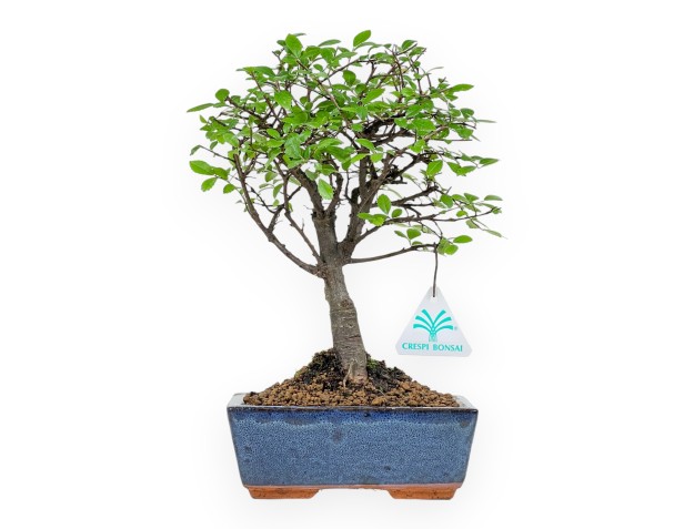 Zelkova Nire - Elm - 28 cm