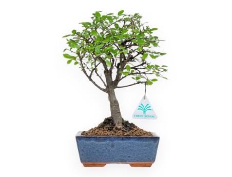 Zelkova Nire - Elm - 28 cm