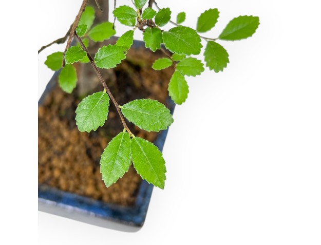 Zelkova Nire - Olmo - 28 cm 2