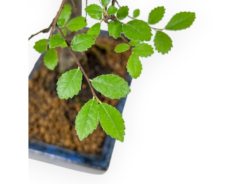 Zelkova Nire - Orme - 28 cm