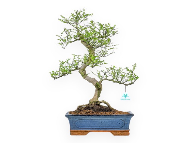 Zanthoxylum piperitum – Pepper Tree – 53 cm