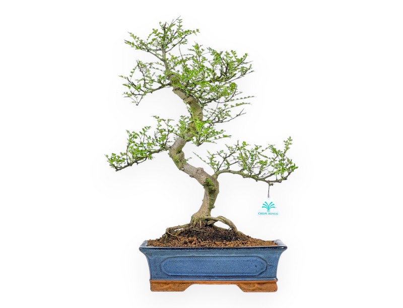 Zanthoxylum Piperitum - Peperboom - 53 cm
