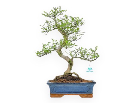 Zanthoxylum piperitum - Arbre à poivre - 53 cm