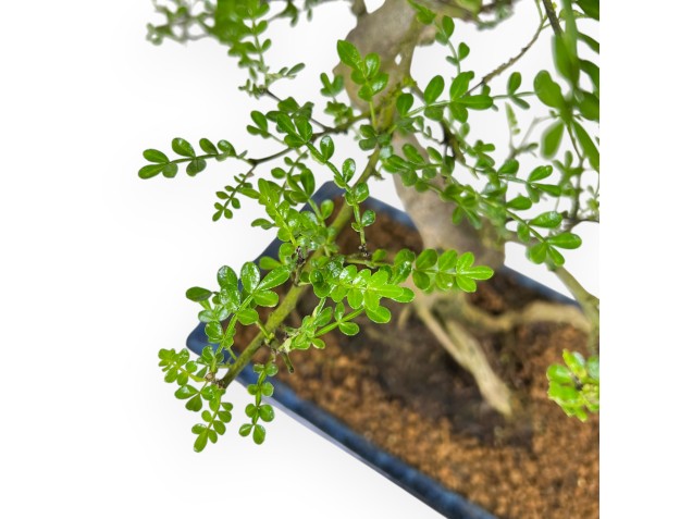 Zanthoxylum piperitum - Arbre à poivre - 53 cm 2