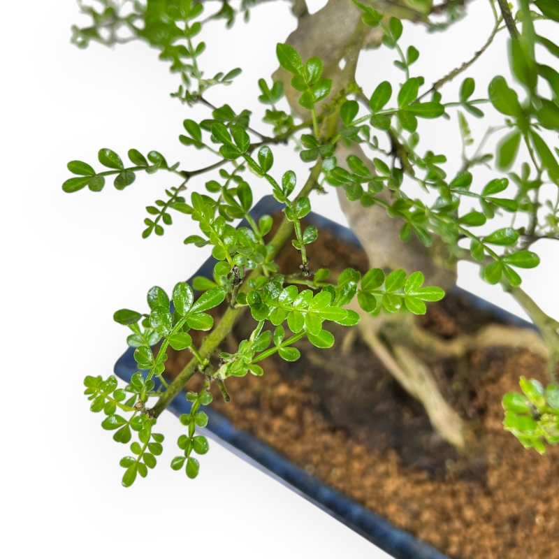 Zanthoxylum Piperitum - Peperboom - 53 cm