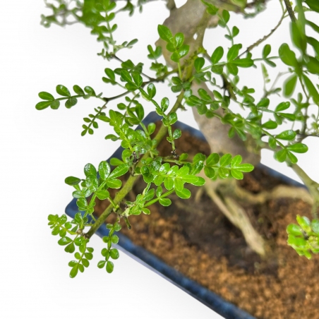 Zanthoxylum piperitum – Pepper Tree – 53 cm