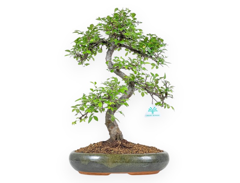 Zelkova nire - Olmo - 47 cm
