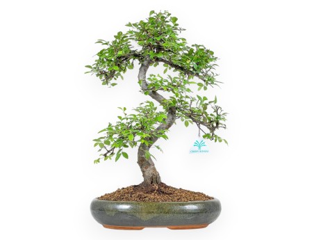 Zelkova nire – Ulme – 47 cm