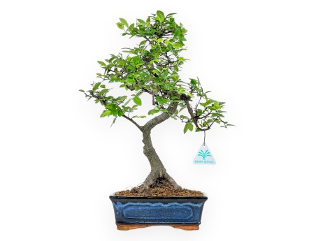 Zelkova Nire - Olmo - 41 cm