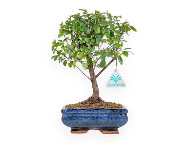 Sagerethia Theezans - Sageretia - 28 cm