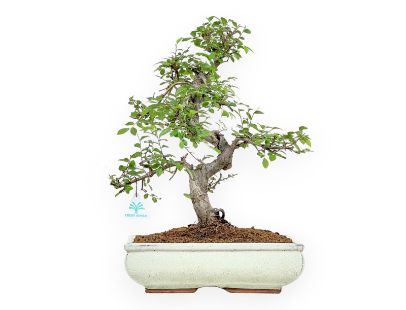 Zelkova nire - Olmo - 45 cm