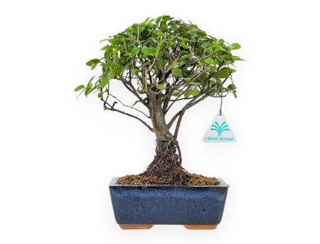 Sagerethia Theezans - Sageretia - 27 cm