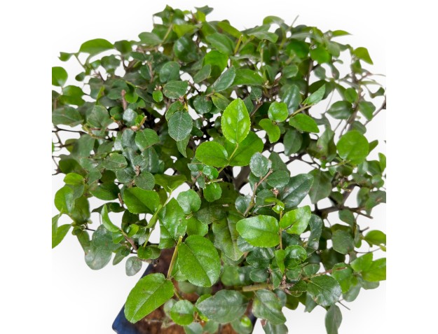 Sagerethia Theezans - Sageretia - 27 cm 2