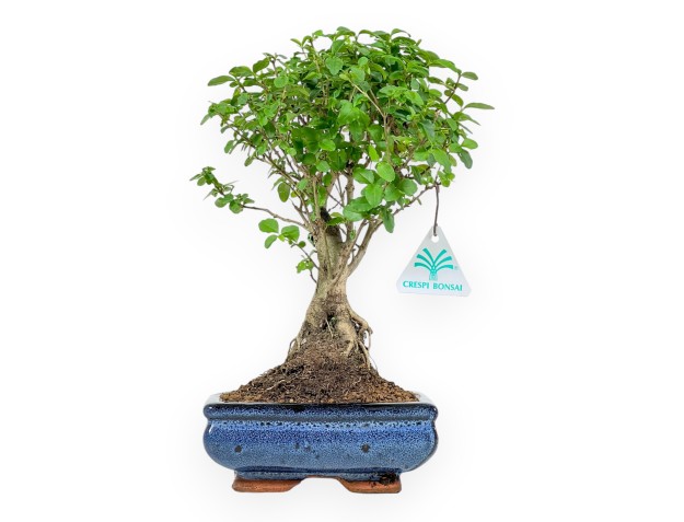 Ligustrum - Liguster - 29 cm