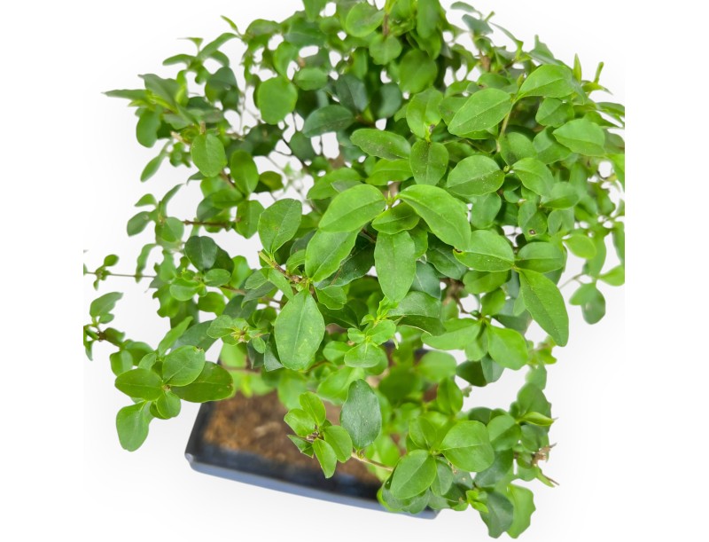 Ligustrum - Privet - 29 cm