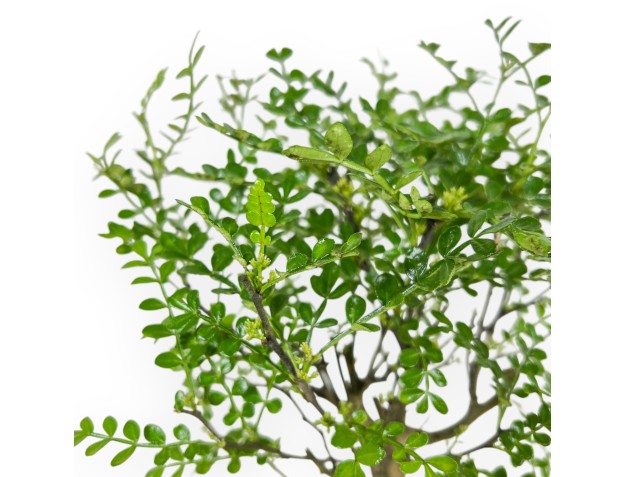 Zanthoxylum Piperitum - Peperboom - 27 cm 2