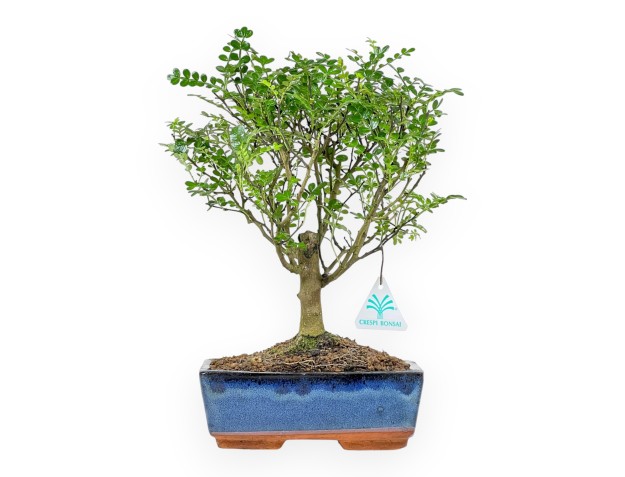 Zanthoxylum Piperitum – Pfefferbaum – 27 cm