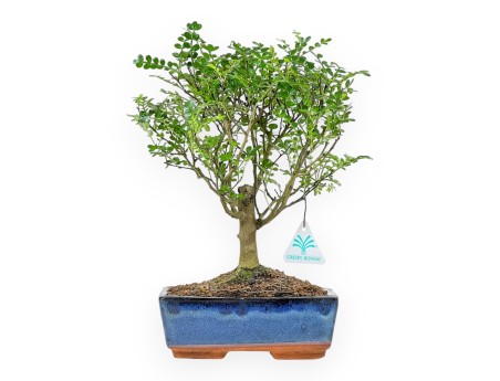 Zanthoxylum Piperitum – Pfefferbaum – 27 cm