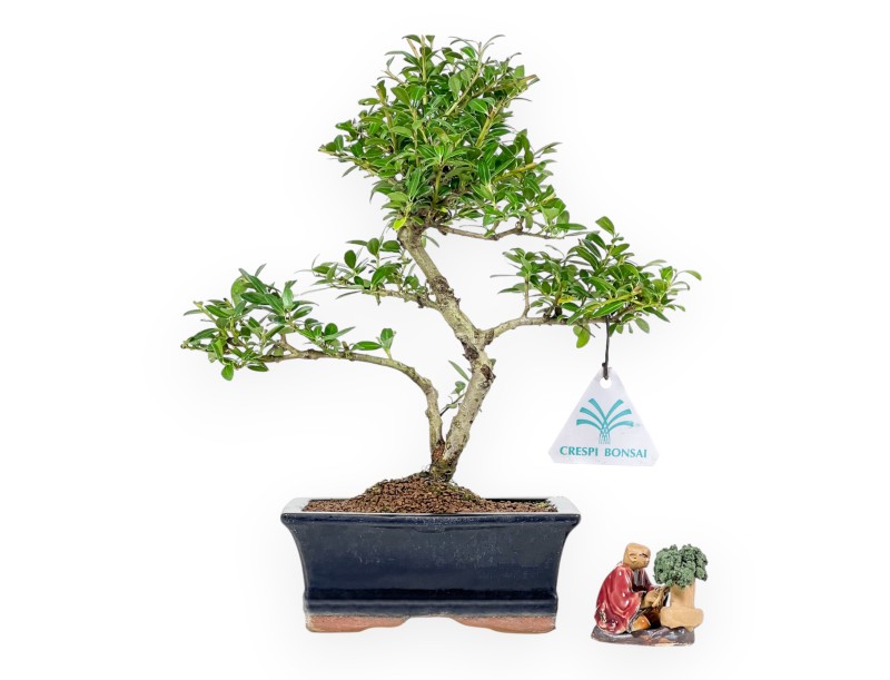 Set Ilex crenata & Red bonsaist beeldje