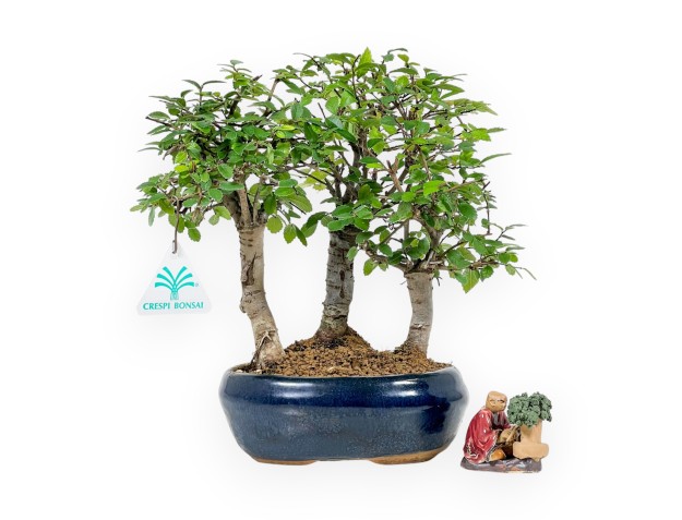 Set Zelkova nire & Statuetta bonsaista rosso