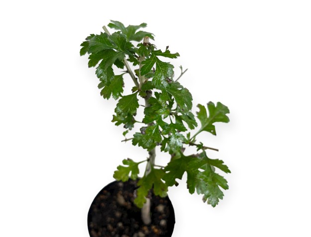 Crataegus monogyna - Biancospino - 33 cm 2