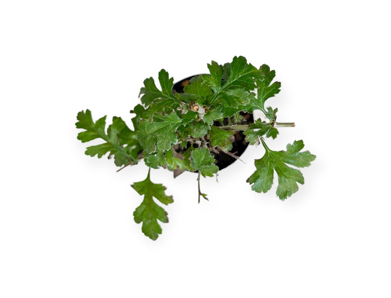 Crataegus monogyna - Aubépine - 33 cm