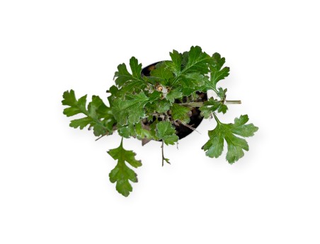 Crataegus monogyna - Biancospino - 33 cm