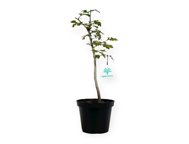 Crataegus monogyna - Aubépine - 33 cm
