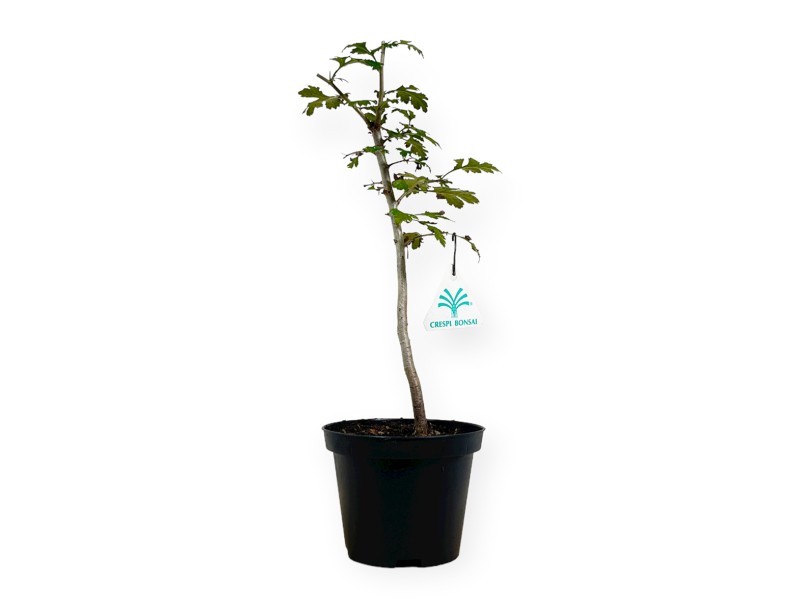 Crataegus monogyna - Biancospino - 33 cm