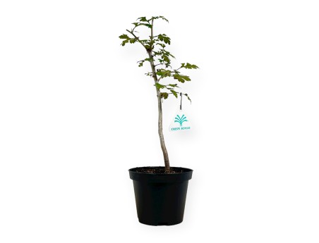 Crataegus monogyna - Biancospino - 33 cm