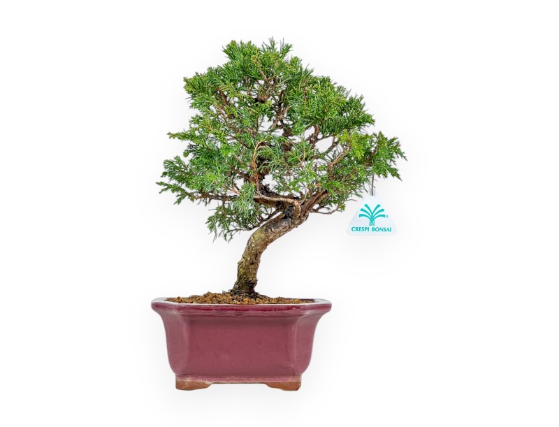 Juniperus Chinensis Itoigawa - Genévrier - 34 cm