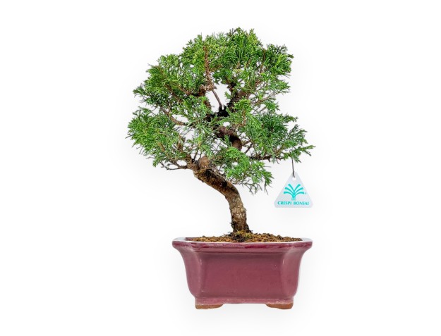 Juniperus Chinensis Itoigawa - Genévrier - 34 cm
