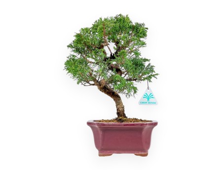 Juniperus Chinensis Itoigawa - Juniper - 34 cm