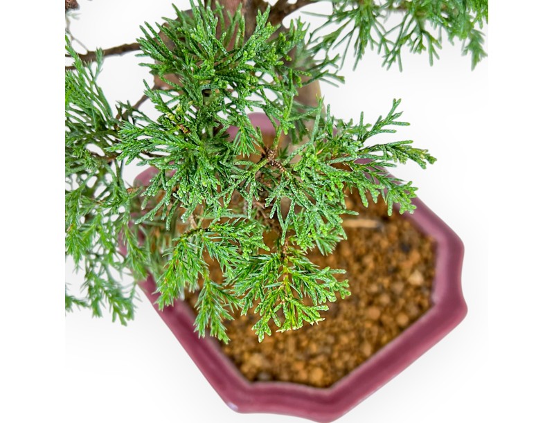 Juniperus Chinensis Itoigawa - Juniper - 34 cm