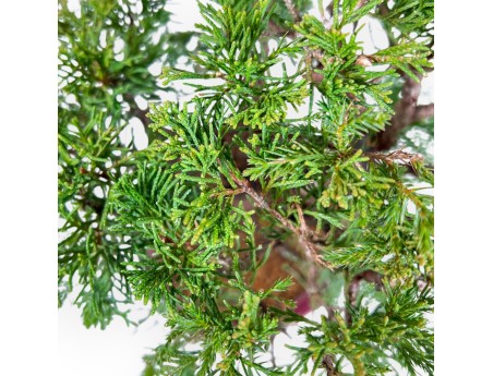 Juniperus Chinensis Itoigawa - Juniper - 34 cm