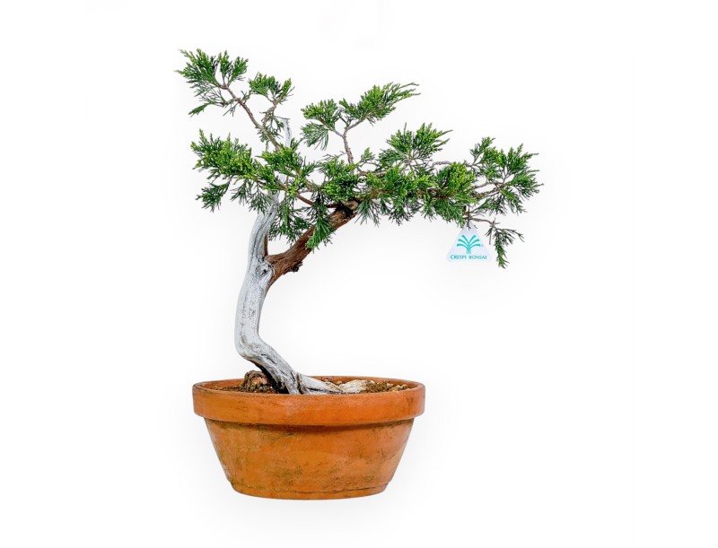 Juniperus Sabina - Ginepro - 47 cm