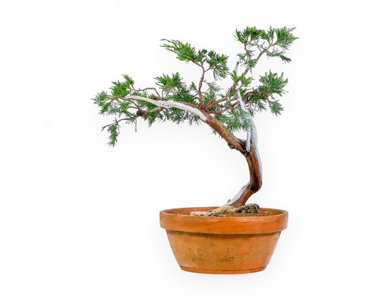 Juniperus Sabina - Juniper - 47 cm