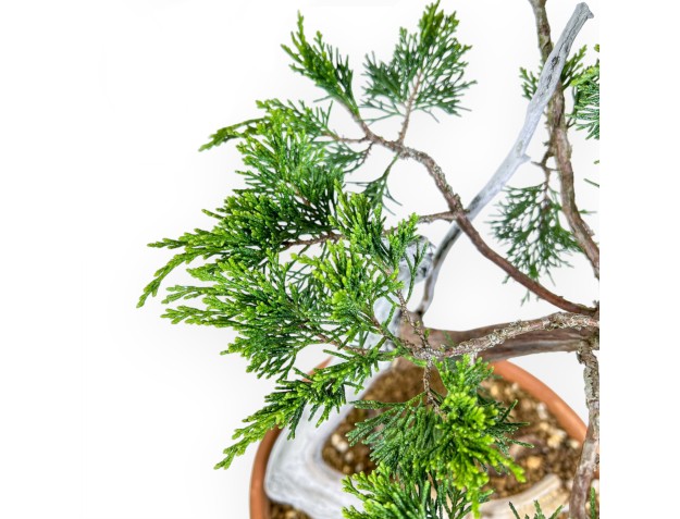 Juniperus Sabina - Ginepro - 47 cm 2