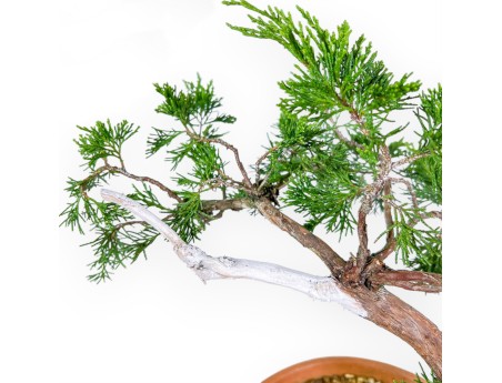 Juniperus Sabina - Ginepro - 47 cm