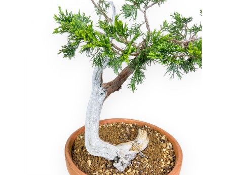 Juniperus Sabina - Juniper - 47 cm