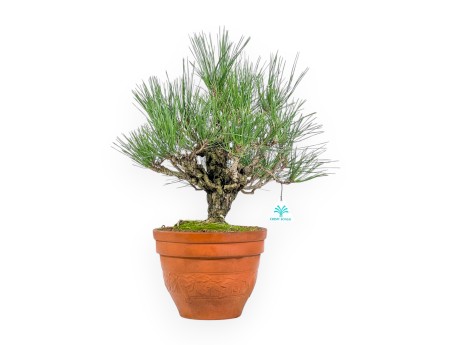 Pinus Thunbergii Corticosa - Schwarz Kiefern - 48 cm
