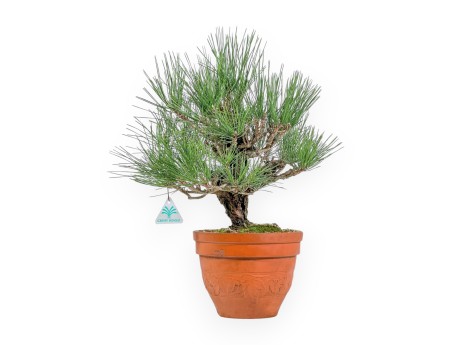 Pinus Thunbergii Corticosa - Zwart Den - 48 cm