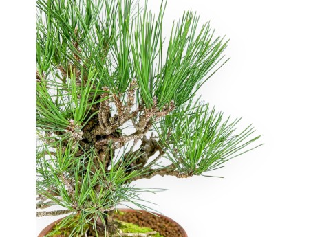 Pinus Thunbergii Corticosa - Pin Noir - 48 cm