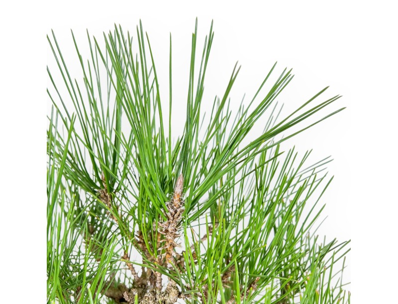 Pinus Thunbergii Corticosa - Schwarz Kiefern - 48 cm