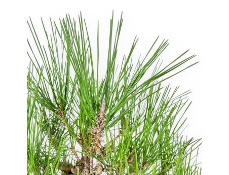 Pinus Thunbergii Corticosa - Black Pine - 48 cm