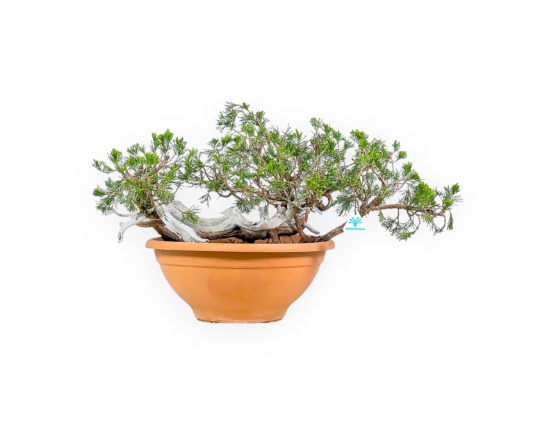 Juniperus Sabina - Wacholder - 45 cm