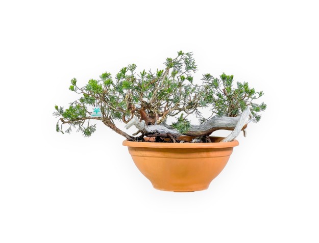 Juniperus Sabina - Ginepro - 45 cm