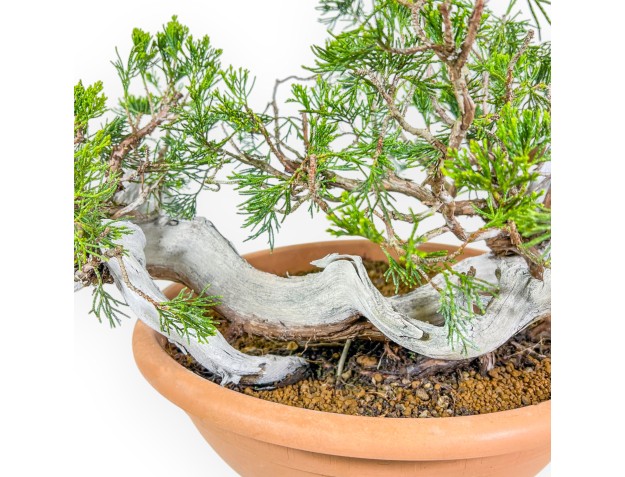 Juniperus Sabina - Genévrier - 45 cm 2