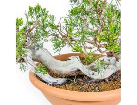 Juniperus Sabina - Juniper - 45 cm